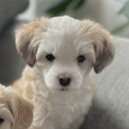 Golden Graham - Sable male Chinese Crested puppy in Springfield, Oregon from Rose’s Chinese Cresteds