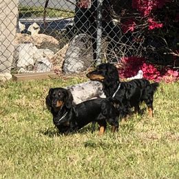 "Father and Son" Dachshund Puppies from North Florida Delightful Dachshunds