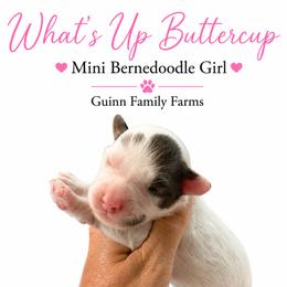 What is Up Buttercup - Merle female Bernedoodle puppy in Grove, Oklahoma from Guinn Family Farms