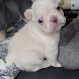 Lilly - Cream female French Bulldog puppy in Ardmore, Oklahoma from Big Ox Bulldogs