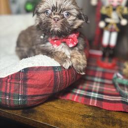 Shih Tzu Puppies from Spoiled ShihTzu LLC