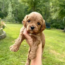 Rhythm - Red male Cavapoo puppy in Midland, Michigan from Northern Charm Farm