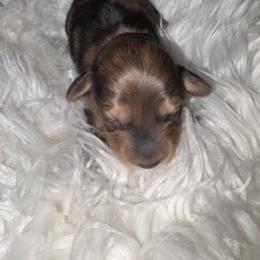 Female 1 - Dapple female Dachshund puppy in Oklahoma City, Oklahoma from Diana's Dachshunds CKC certified!