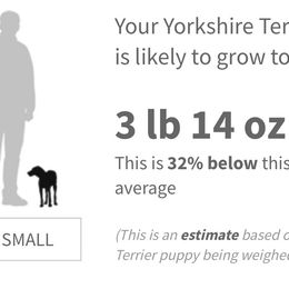 Boy 2 - Chocolate and tan male Yorkshire Terrier puppy in Jacksonville, Florida from TLJ Choco Yorkie Love