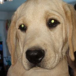 Boy 3 - Yellow Labrador Retriever puppy in Farmington, Washington from Eelkema's Labradors at CrossView Ranch