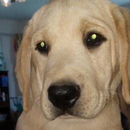 Boy 3 - Yellow Labrador Retriever puppy in Farmington, Washington from Eelkema's Labradors at CrossView Ranch