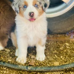 Australian Shepherd Puppies from Aussome Okie Aussies