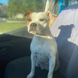 Maeve - Staffordshire Bull Terrier