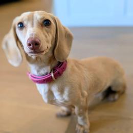 Mabel Sue - Cream female Dachshund puppy in Arkansas from Heart of Doxie