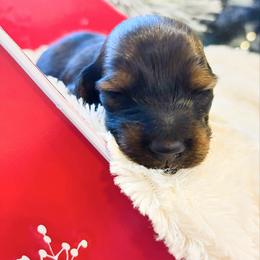 Wilbur 3200 - Red male Dachshund puppy in Sylvania, Alabama from Yancey’s Doxies