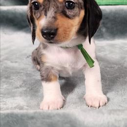 Toddy - Dapple male Dachshund puppy in Anaconda, Montana from Williams Family Dachshunds
