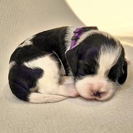Purple Girl (or Lightning) - Black and white female English Springer Spaniel puppy in Spanish Fork, Utah from Orchard Hill English Springer Spaniels