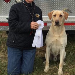 Labrador Retriever All Grown Up from Woodsmoke Kennels