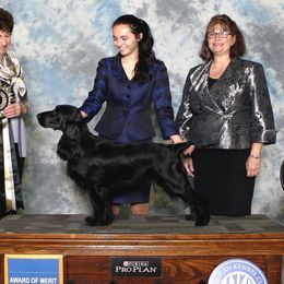 Field Spaniels from Arietta Field Spaniels