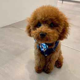 Poodles from Cordova Poodles