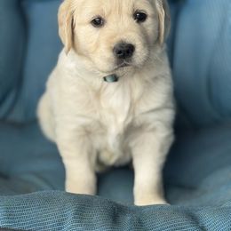 Golden Retriever Puppies from Purebred Golden Paws