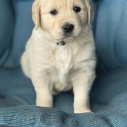 Golden Retriever Puppies from Purebred Golden Paws