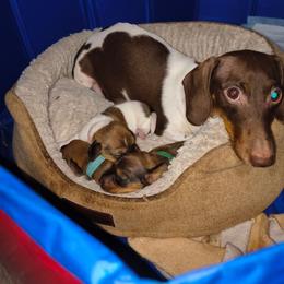 Lila - Dachshund