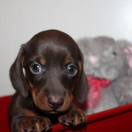Boy 2 - Chocolate and tan male Dachshund puppy in Craig, Colorado from Rocky Mountain Shih Tzus and Dry Creek Miniature Dachshunds
