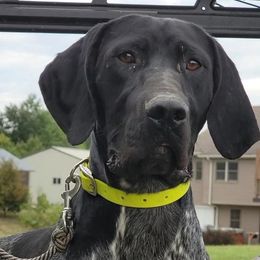 Cash - German Shorthaired Pointer