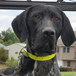 Cash - German Shorthaired Pointer