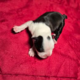 Girl 3 - Black and white female Boston Terrier puppy in Millers Creek, North Carolina from Tumbling Shoals Hilltop Bostons