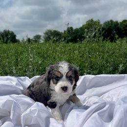 Girl 1 - Blue merle Aussiedoodle puppy in Higginsville, Missouri from Davis Creek Kennel