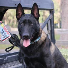 Rip - Belgian Malinois