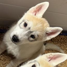 Cinder -  Vet Checked and Ready - Gray and white male Siberian Husky puppy in Livermore, California from Limitless Huskies