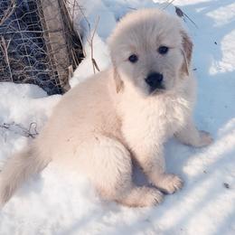 Golden Retriever and Labrador Retriever Puppies from Harvest Moon Farms