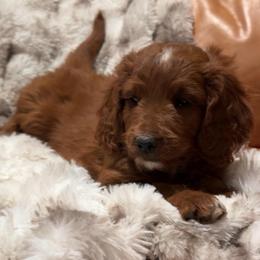 Cubby - Red  male Goldendoodle puppy in Sacramento, California from Little legacy doodles
