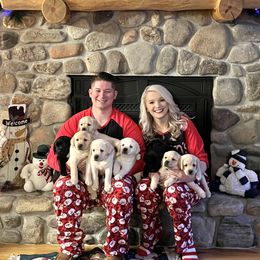 Labrador Retriever Puppies from Armory Labradors