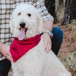 Goldendoodles from Sassy’s Hollywood Poodles & Doodles