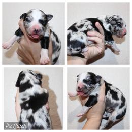 Granite - Blue merle male Australian Shepherd puppy in Iola, Texas from MK Aussies