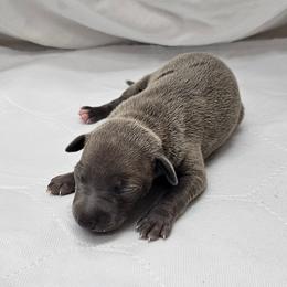 Bella - Blue female Italian Greyhound puppy in Newalla, Oklahoma from Heartland Iggys