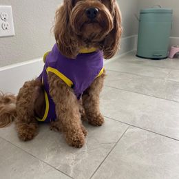 Cavapoo All Grown Up from Liberty Hill Texas Cavapoos