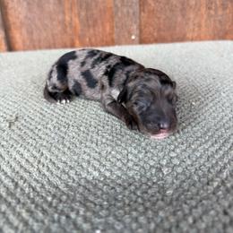 Badger - Blue merle female Aussiedoodle puppy in Eastland, Texas from H5 Mini Doodles