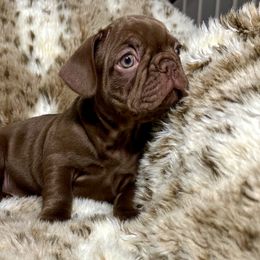 French Bulldog Puppies from The French Bulldog Company LLC