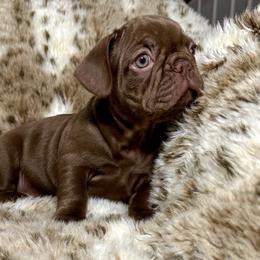 French Bulldog Puppies from The French Bulldog Company LLC