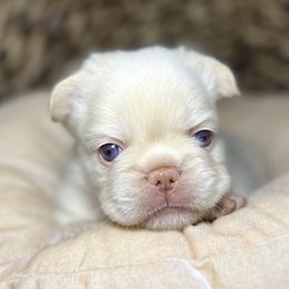 Blue collar - Cream male French Bulldog puppy in Wagoner, Oklahoma from Frenchie Frys