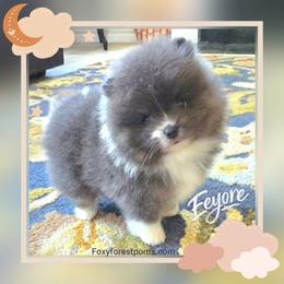 Eeyore - AKC - Blue male Pomeranian puppy in Eatonville, Washington from Foxy Forest Poms