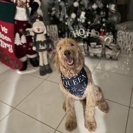 Luna - Goldendoodle