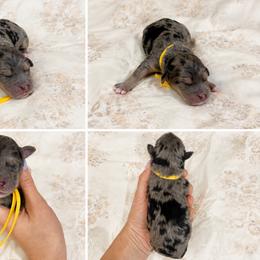 Savannah - Blue merle female Aussiedoodle puppy in Weatherford, Texas from Grand Ole Aussies