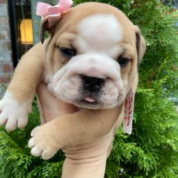 Salsa - Fawn female Bulldog puppy in Marysville, Washington from English Bulldogs WA