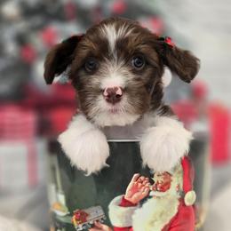 Marilyn - Brown female Double Doodle puppy in Prescott Valley, Arizona from Ramirez Family Doodles