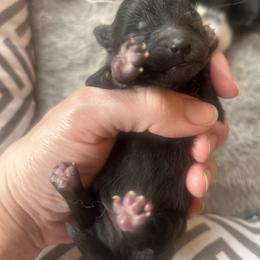 Boy A - Black male Pomeranian puppy in Somerset, Kentucky from Perez Pomeranians