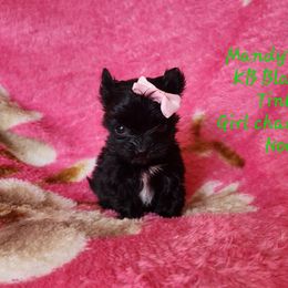 Tiny Little Ms Tinkerbell - Black and tan female Yorkshire Terrier puppy in Dallas, North Carolina from Mandy's Miracles