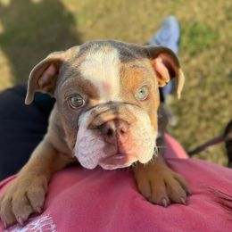 Bulldog Puppies from Reyes Bulldogs of North Georgia