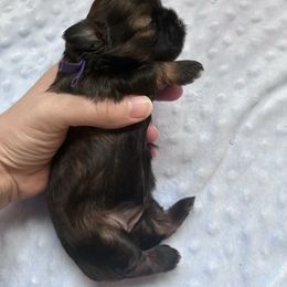 Charlotte - Sable female Shih Tzu puppy in Kettering, Ohio from The Ruff Life Tribe