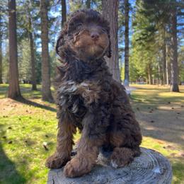 Ebony - Red phantom female Aussiedoodle puppy in Clarkston, Washington from Doodle & Poodle Palace